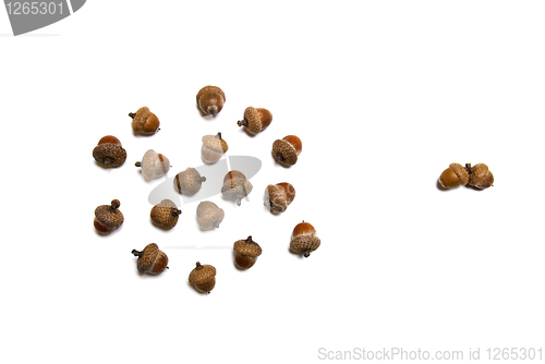 Image of pair against group of acorns isolated on white