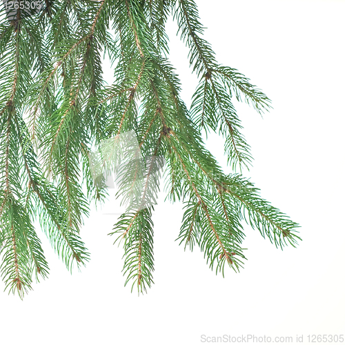 Image of Branch of christmas fir tree isolated on white