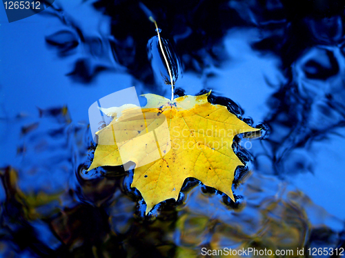 Image of Yellow leaf in blue water