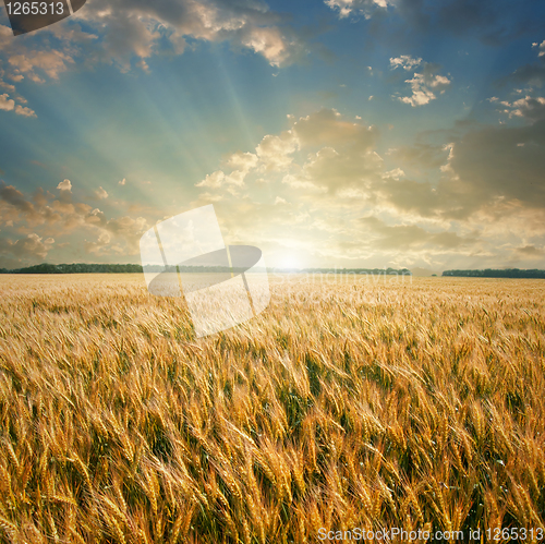 Image of wheat field on sunset