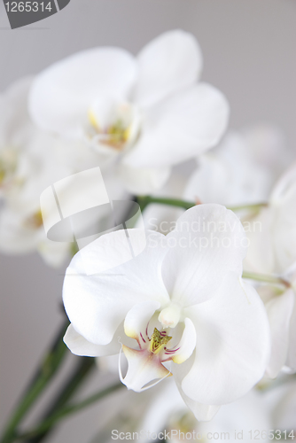 Image of branch of white orchid