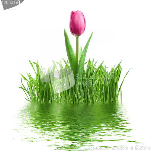 Image of purple tulip and green grass with reflection isolated on white