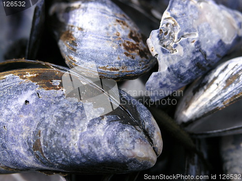 Image of shells