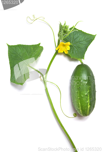 Image of green cucumber with leaves and flower isolated on white