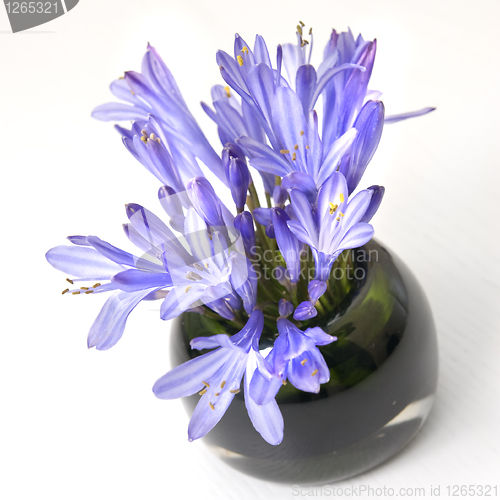 Image of blue spring flowers