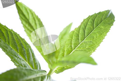 Image of macro photo of green mint isolated on white