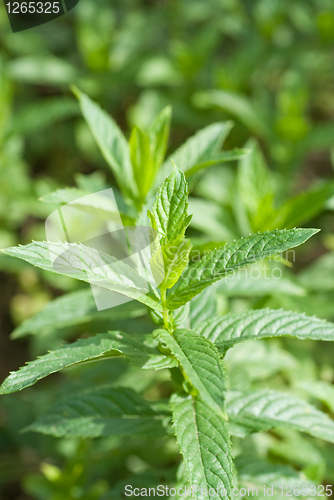 Image of macro photo of green mint