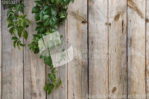 Image of wooden wall with green leaves