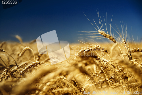 Image of gold wheat and blue sky