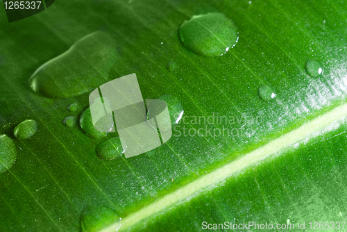 Image of water drops on green leaf