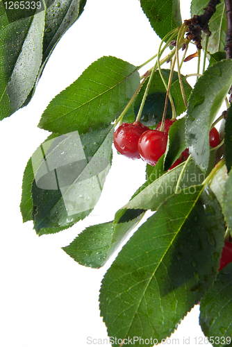 Image of red cherry with leaves and water drops isolated on white