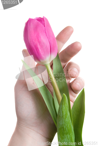 Image of hand and pink tulip isolated on white