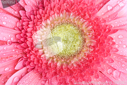 Image of Pink daisy-gerbera with water drops