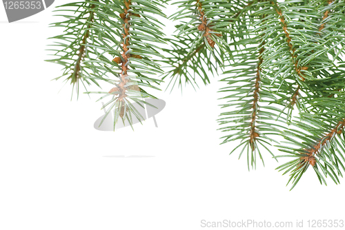 Image of Branch of christmas fir tree isolated on white