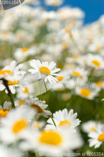 Image of white chamomiles on meadow