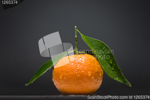 Image of Tangerine with green leaves on gray background