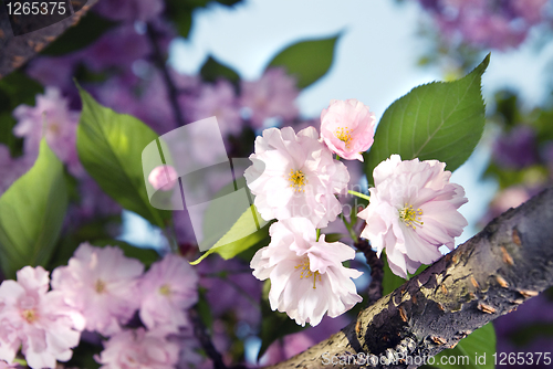 Image of spring blossom of purple sakura