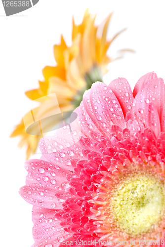 Image of Pink daisy-gerbera with water drops isolated on white