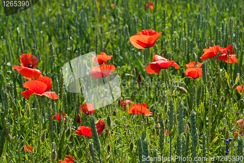 Image of poppy on field of green wheat