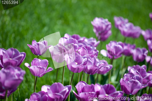 Image of Beautiful pink tulips in garden