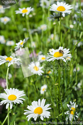 Image of white chamomiles on green sunny meadow