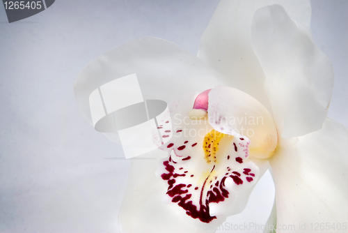 Image of white orchid