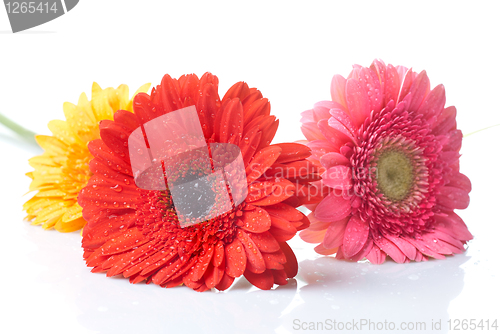 Image of daisy-gerbera with water drops isolated on white