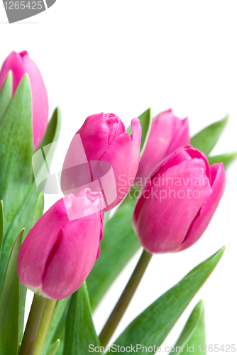 Image of close-up pink tulips isolated on white