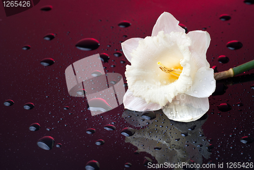 Image of white narcissus on red background with water drops