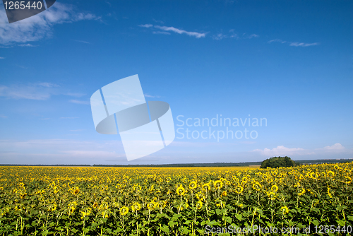 Image of sunflower field over blue sky