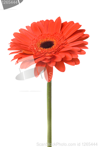 Image of Macro of red daisy-gerbera head isolated on white