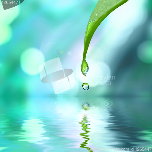 Image of green leaf with water drop water on blue sunny background