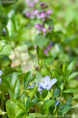 Image of Spring flowers