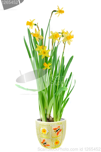 Image of narcissus in the pot isolated on white