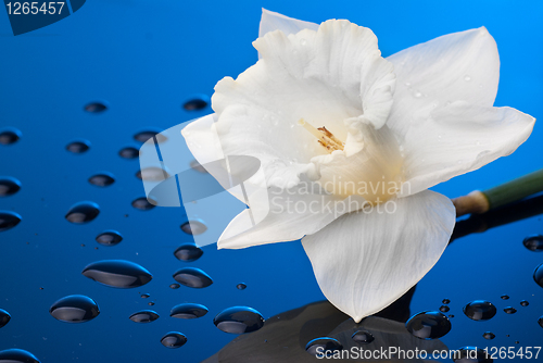 Image of white narcissus on blue background with water drops