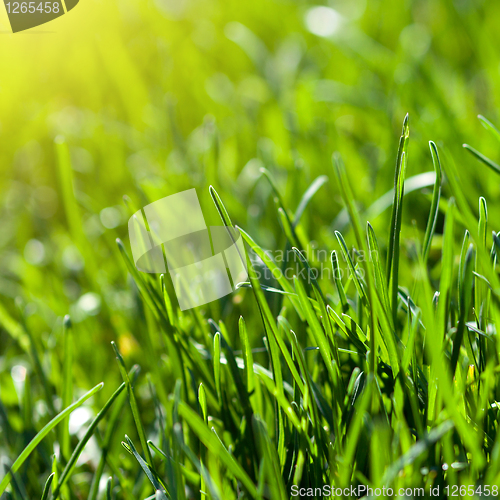 Image of green grass background with sun beam