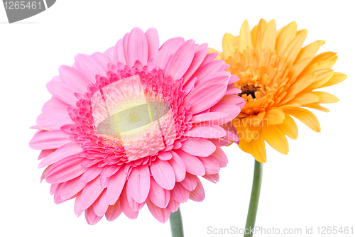 Image of Pink and yellow daisy-gerbera isolated on white