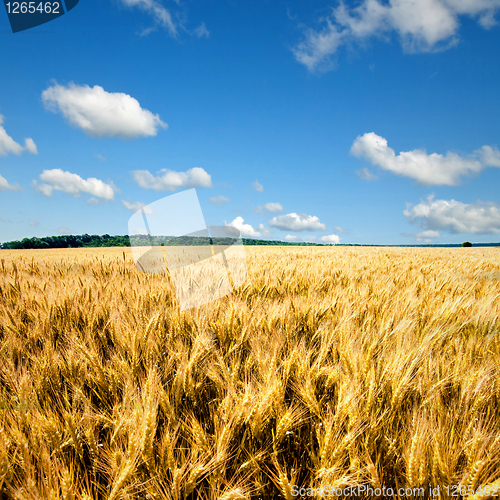 Image of yellow wheat field against blue sky and clouds