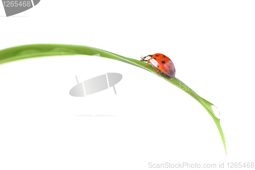 Image of red ladybug on green grass isolated on white