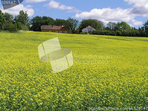 Image of Yellow Field