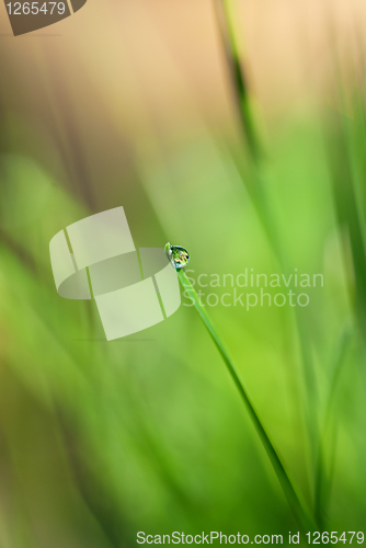 Image of green grass with water drop and sun light