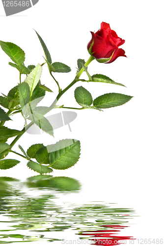 Image of red rose with reflection isolated on white