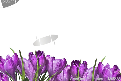 Image of crocus bouquet isolated on white