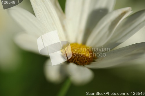 Image of flower