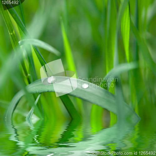 Image of green grass with water drop