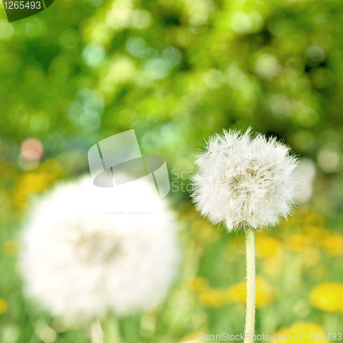 Image of dandelions on green nature background