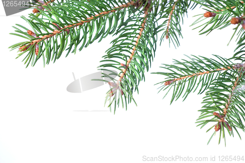 Image of Branch of christmas fir tree isolated on white