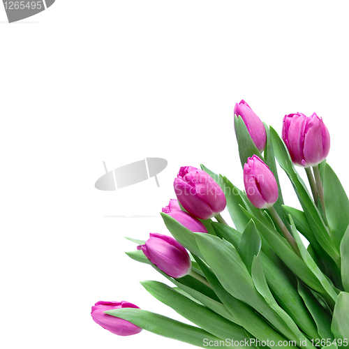 Image of close-up pink tulips isolated on white