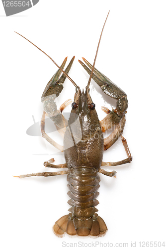 Image of alive crayfish isolated on white