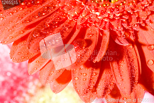 Image of Close up red daisy-gerbera with water drops and shallow focus